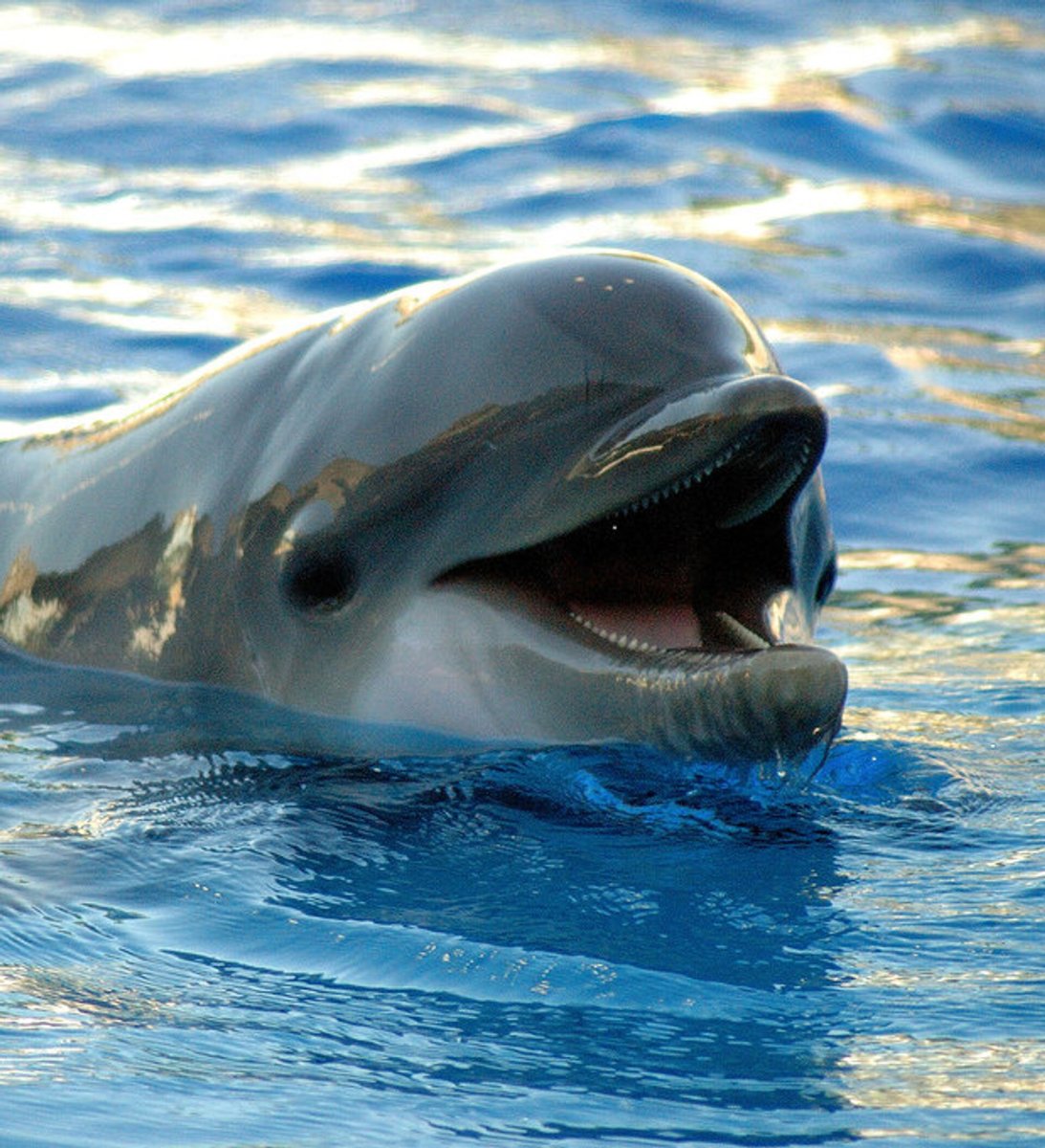 Черноморский Дельфин