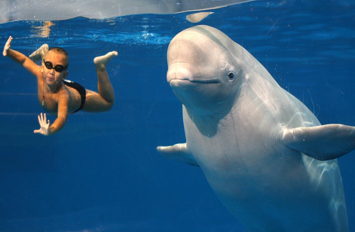 Белуга Дельфин