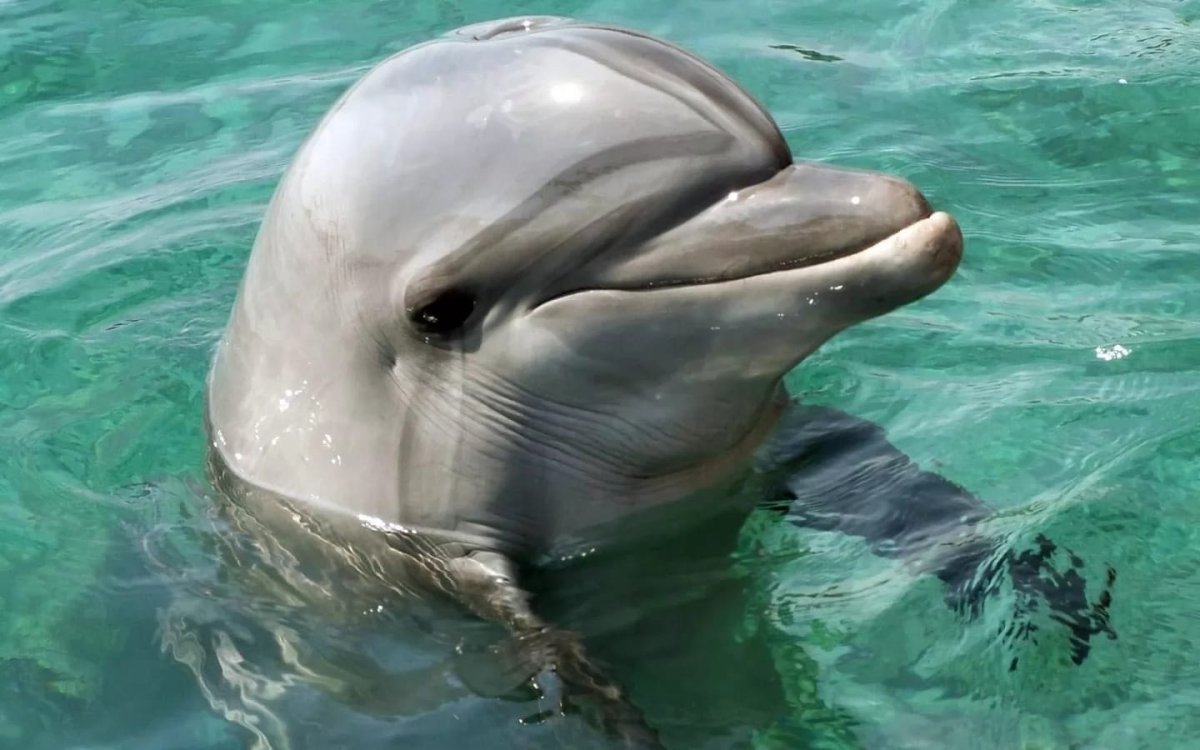 Голова дельфина