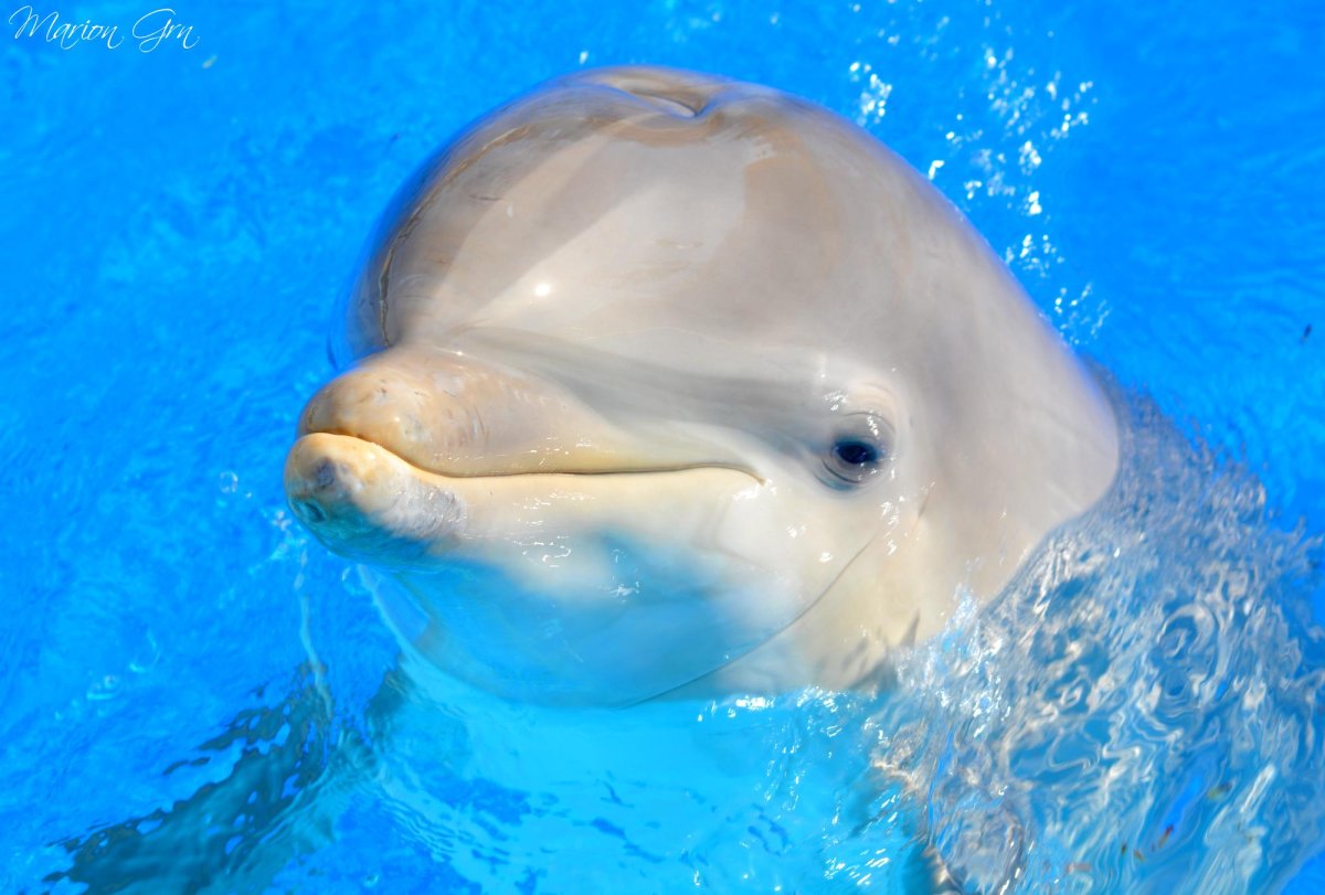 Дельфин улыбается