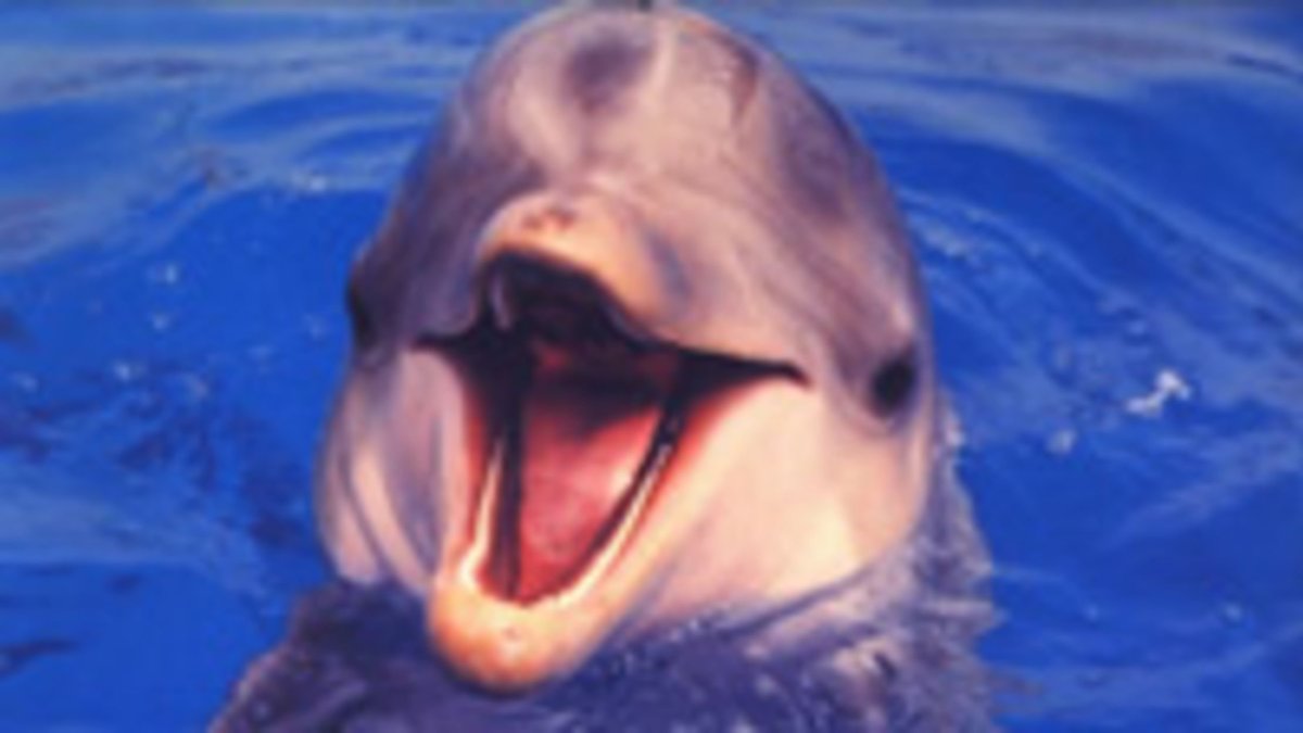 Дельфин улыбается