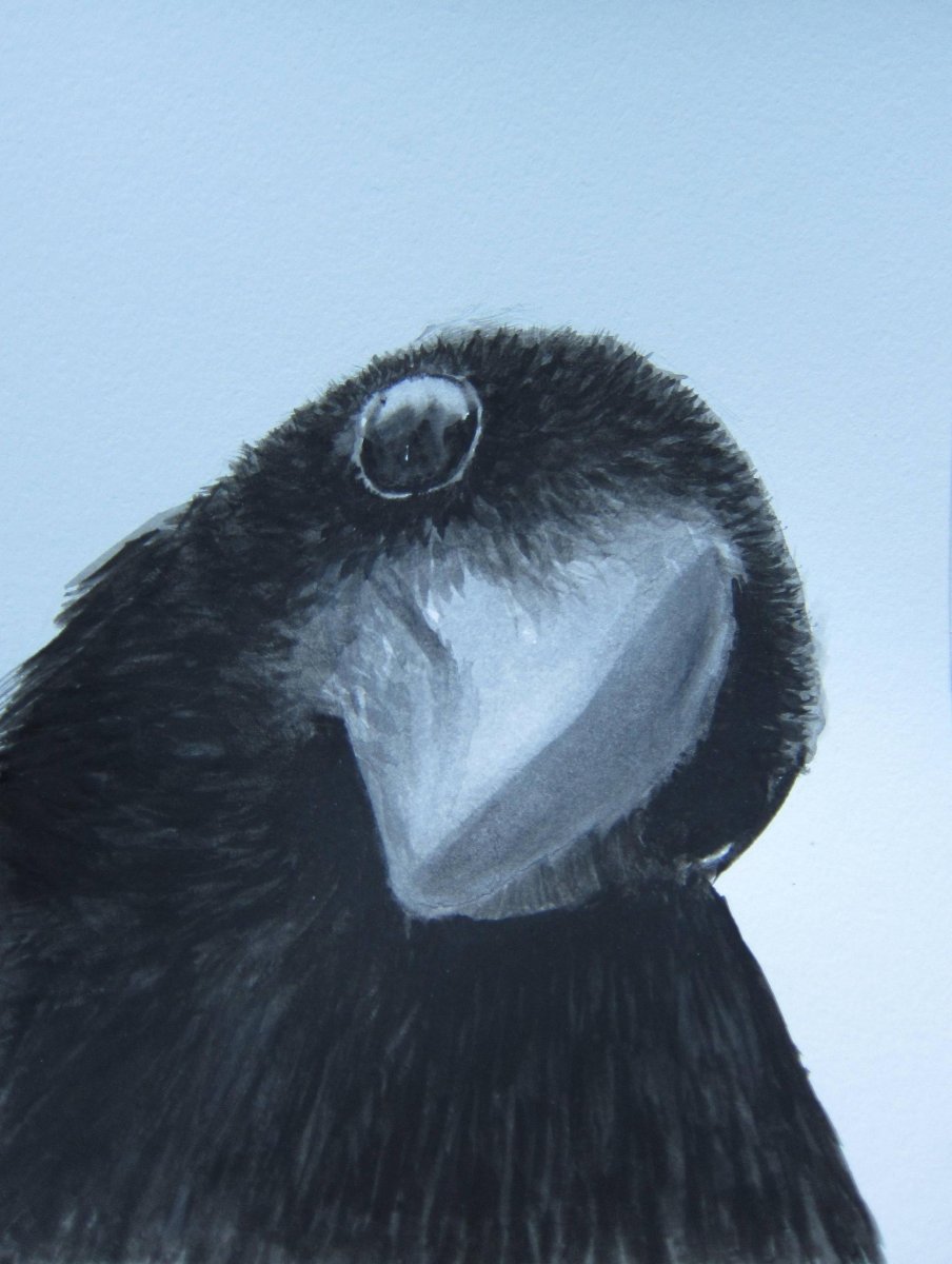 Ворон вблизи