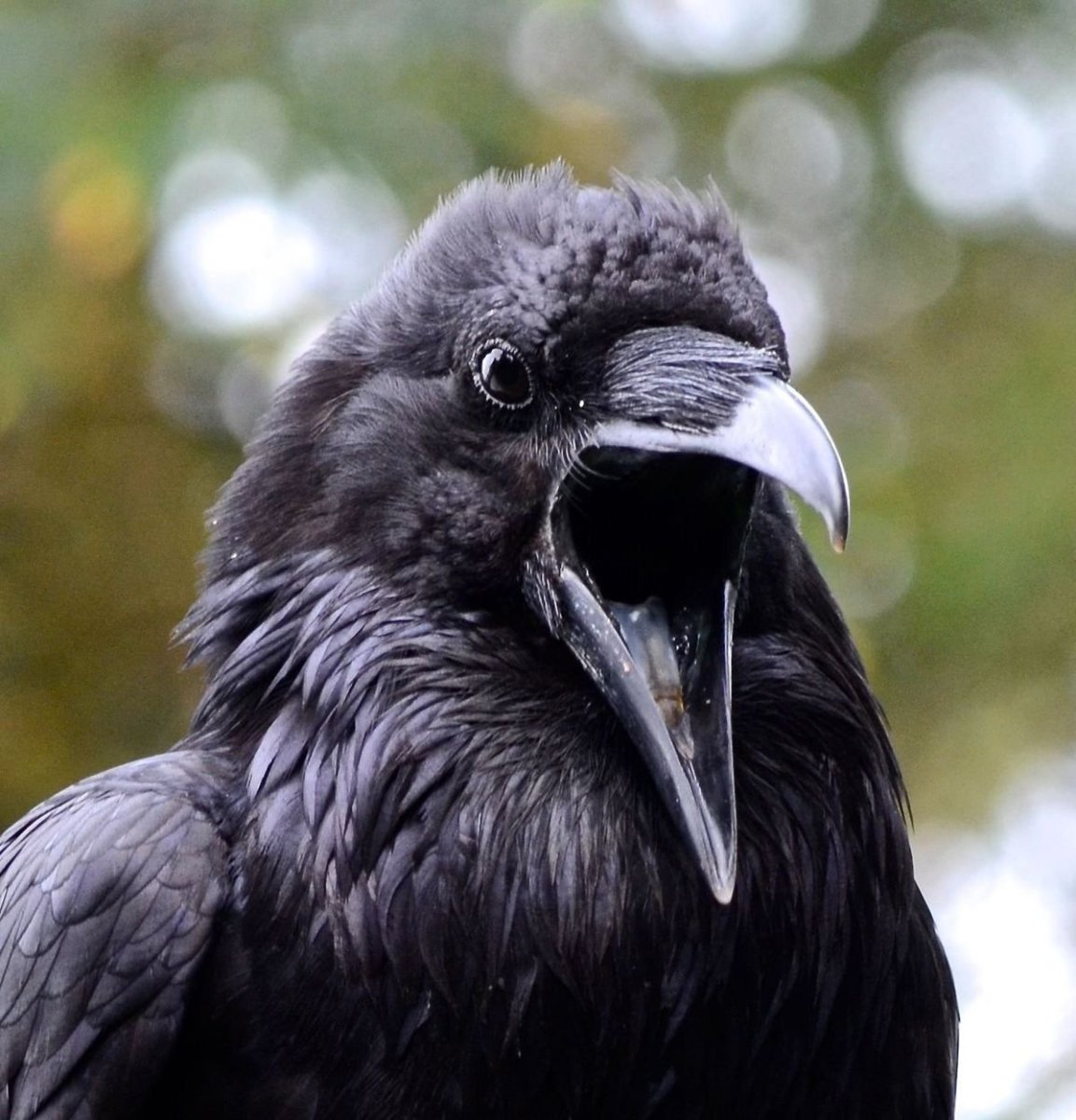 Вороний клюв