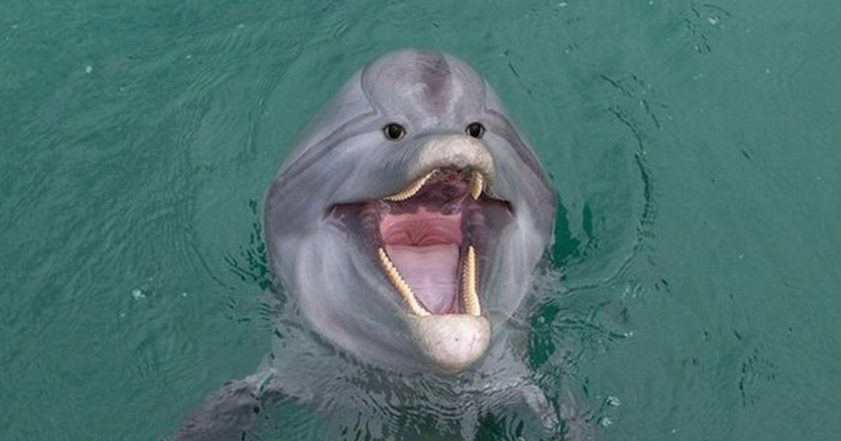 Глаз дельфина