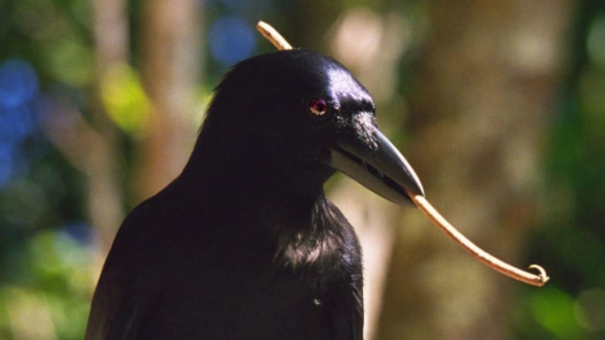 Ворона с палочкой