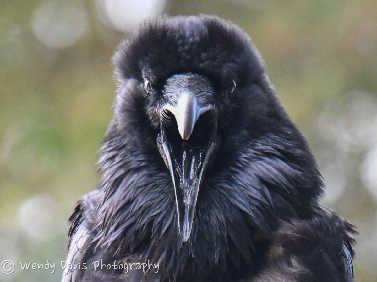 Ворона без бороды