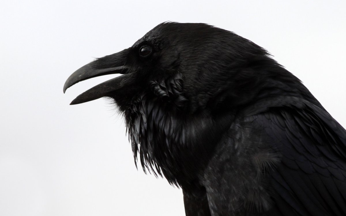 Карлуша говорящий ворон