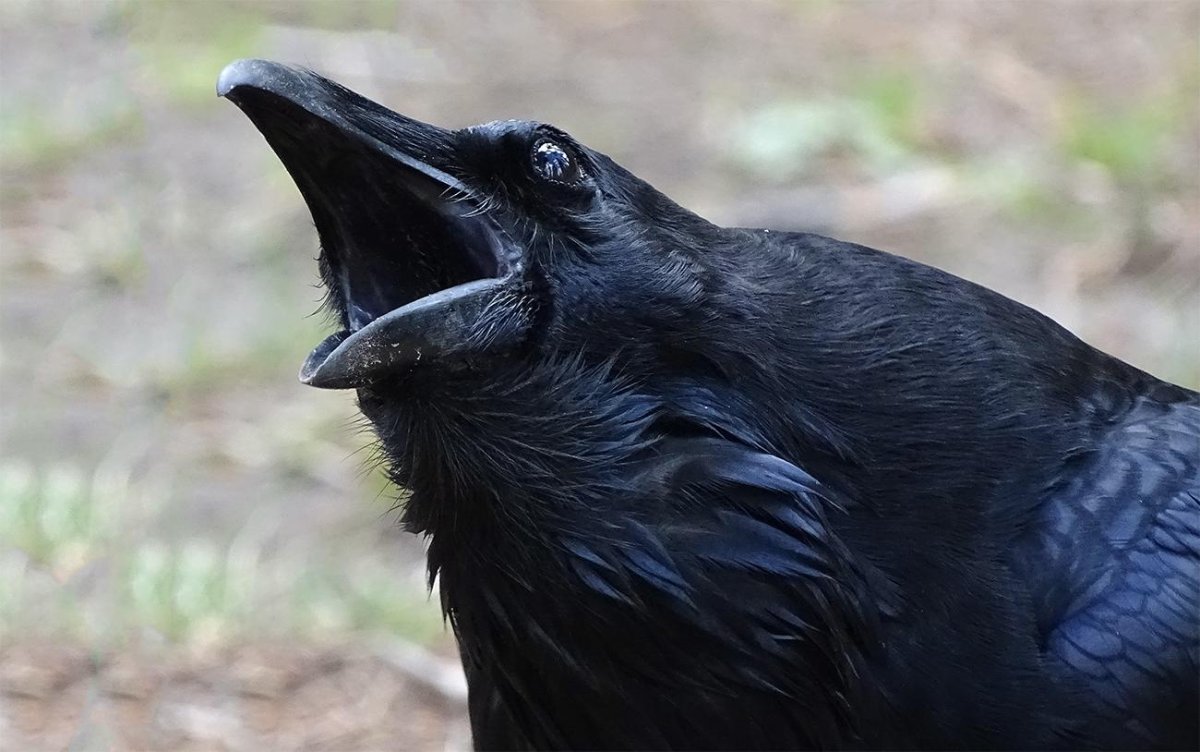 Грач каркает