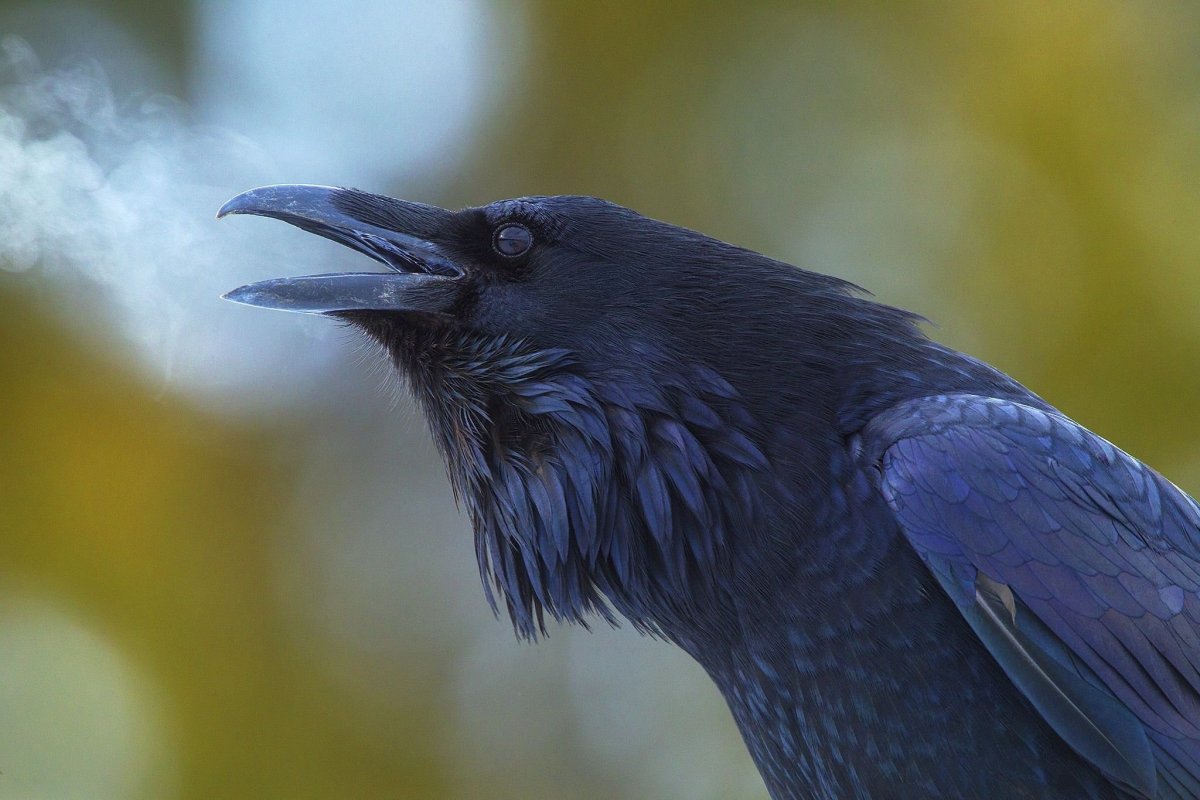 Ворона меланист