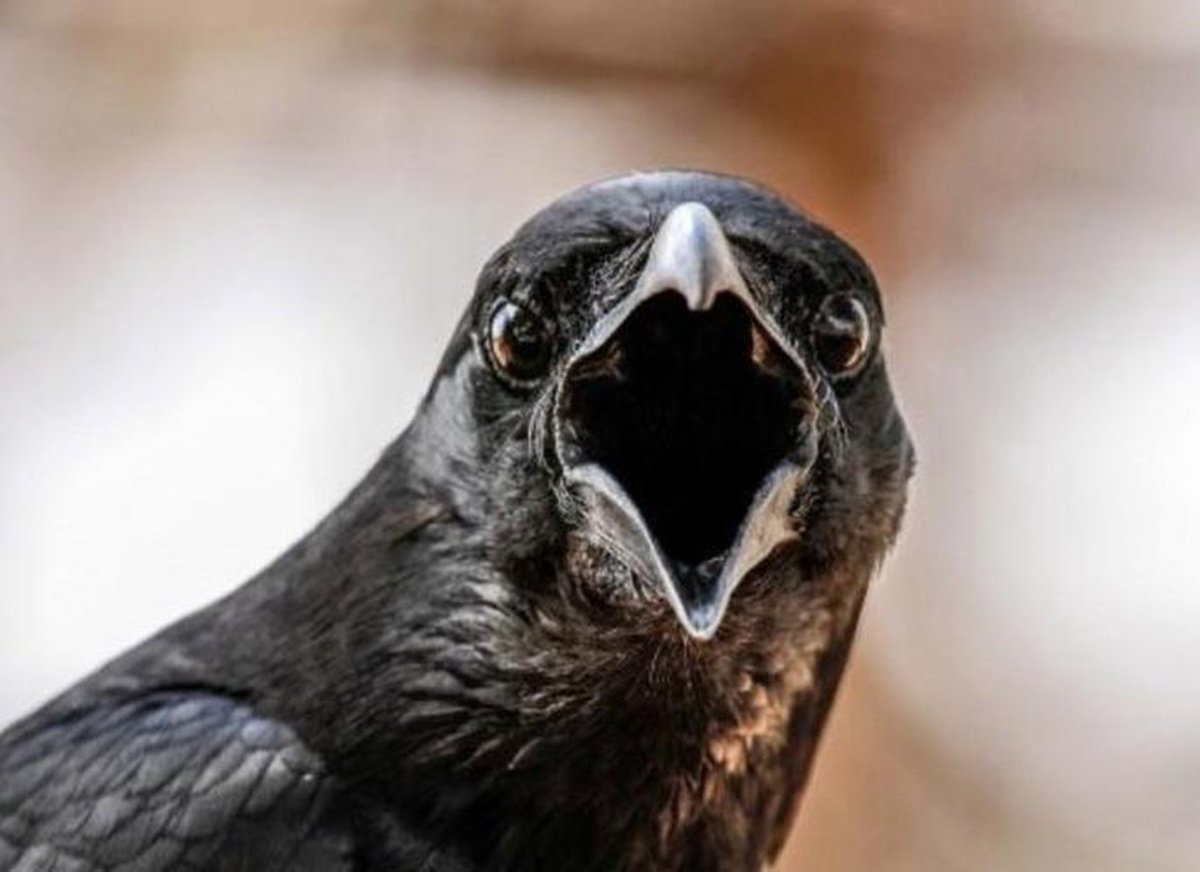 Ворона каркает