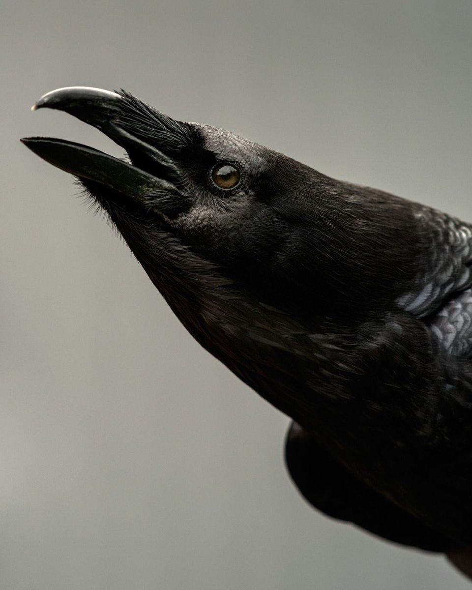 Голова ворона