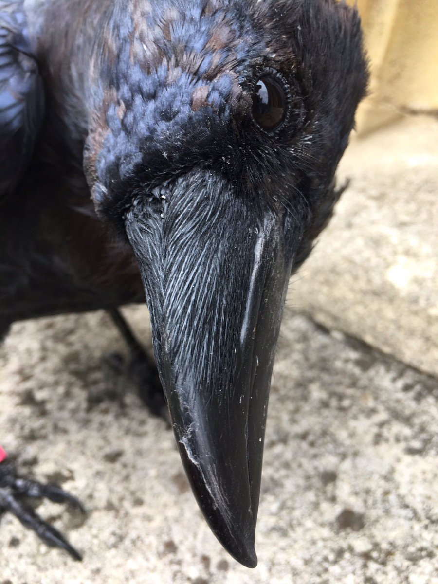 Зрение вороны