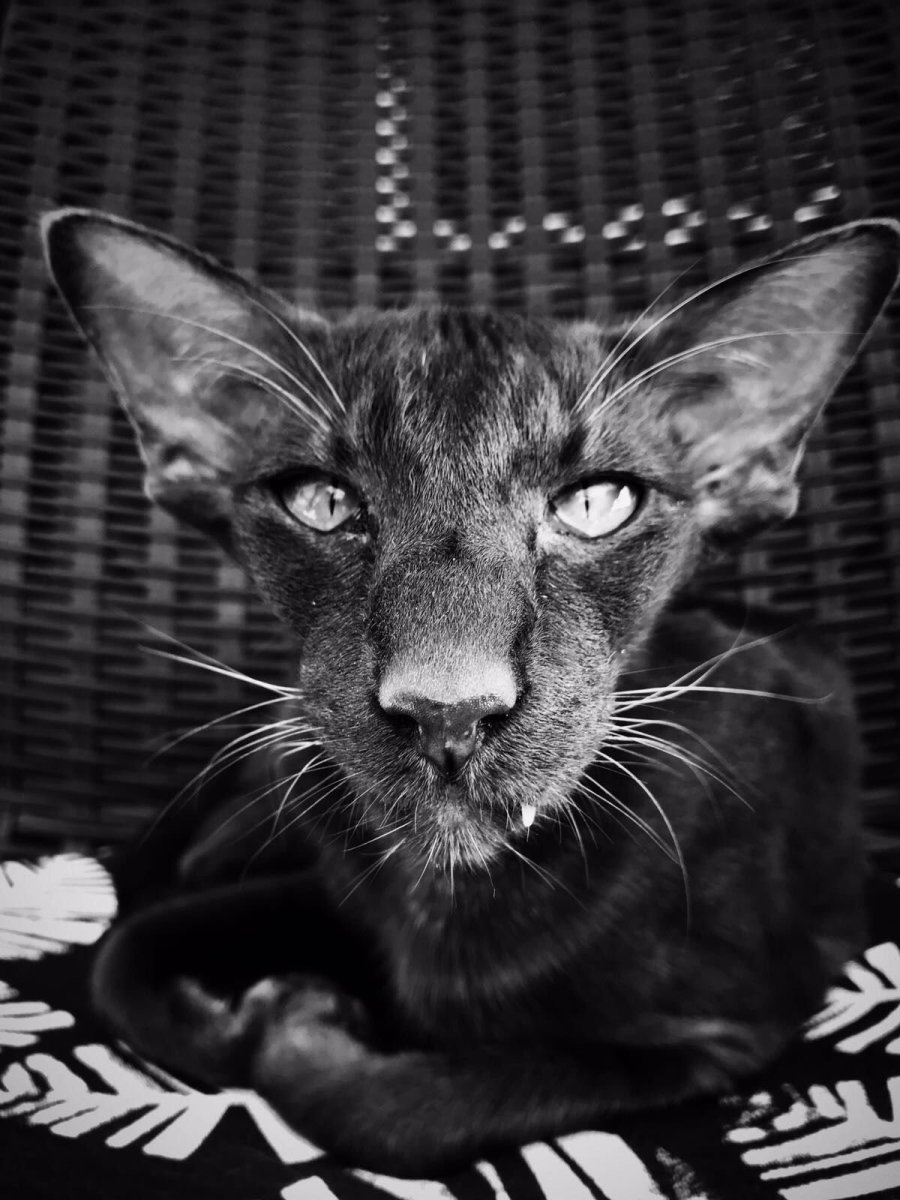 Ориентальная кошка черная