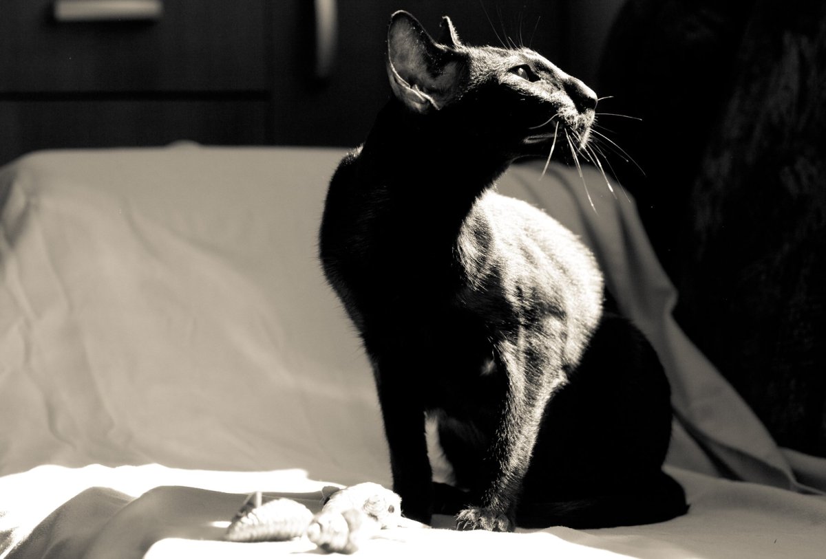 Ориентальная кошка злая