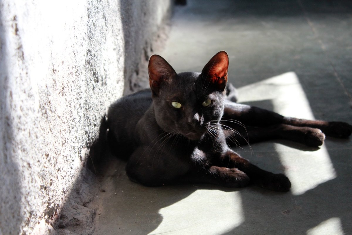 Грациозный черный кот