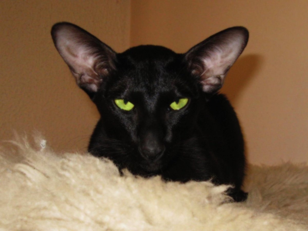 Черный ориентальный кот