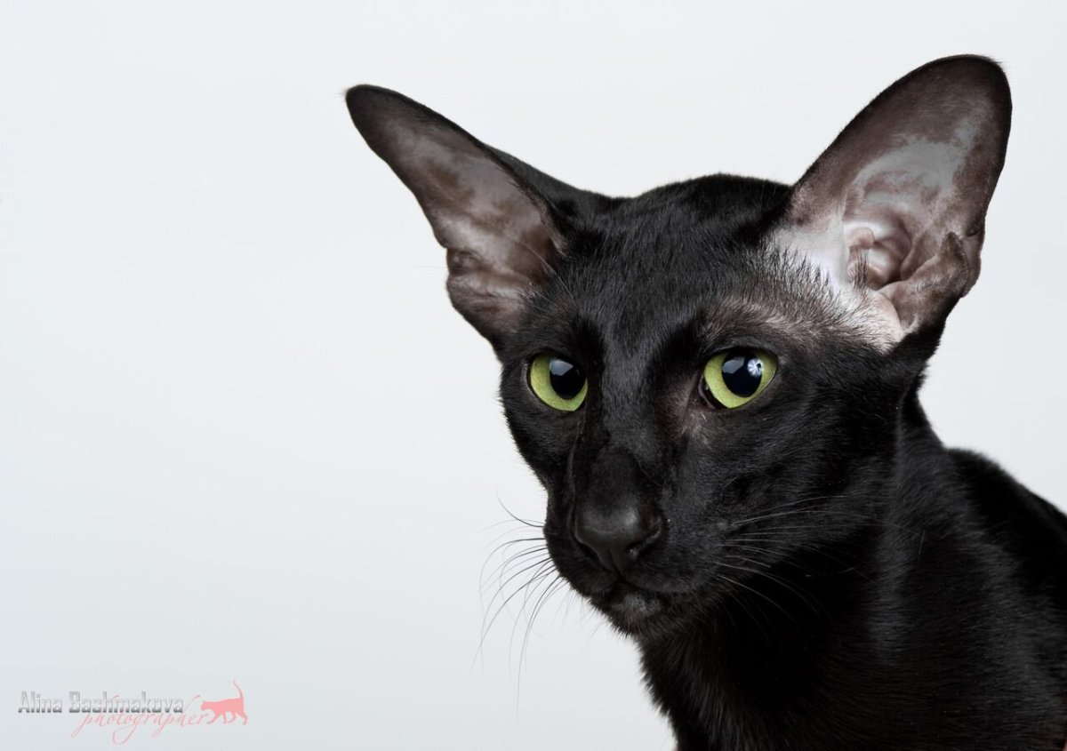 Ориентал кот эбони