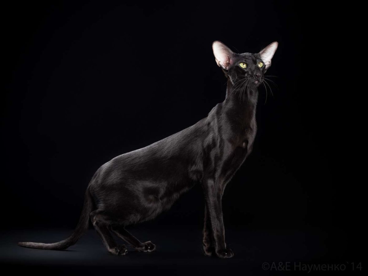 Черный ориентальный кот