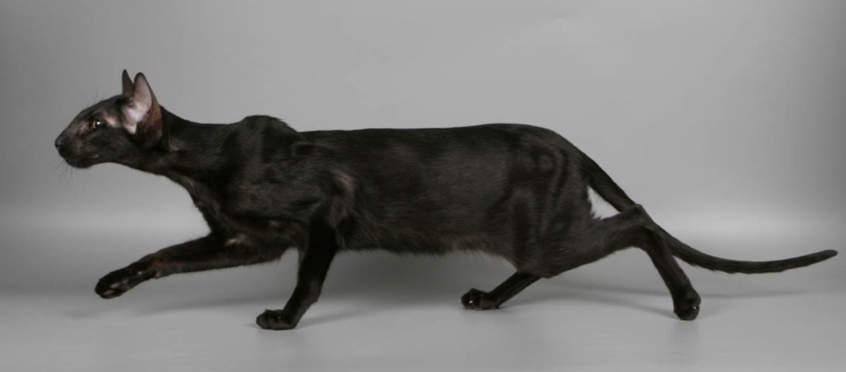 Кот Ориентал сбоку