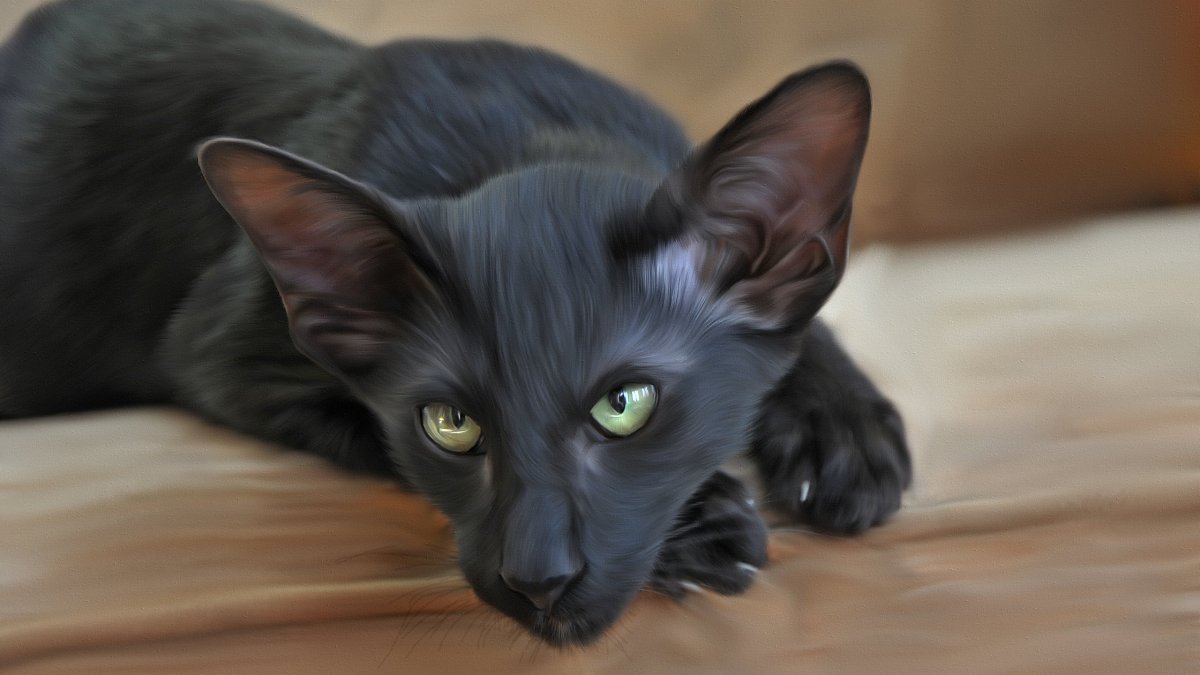 Ориентальная кошка