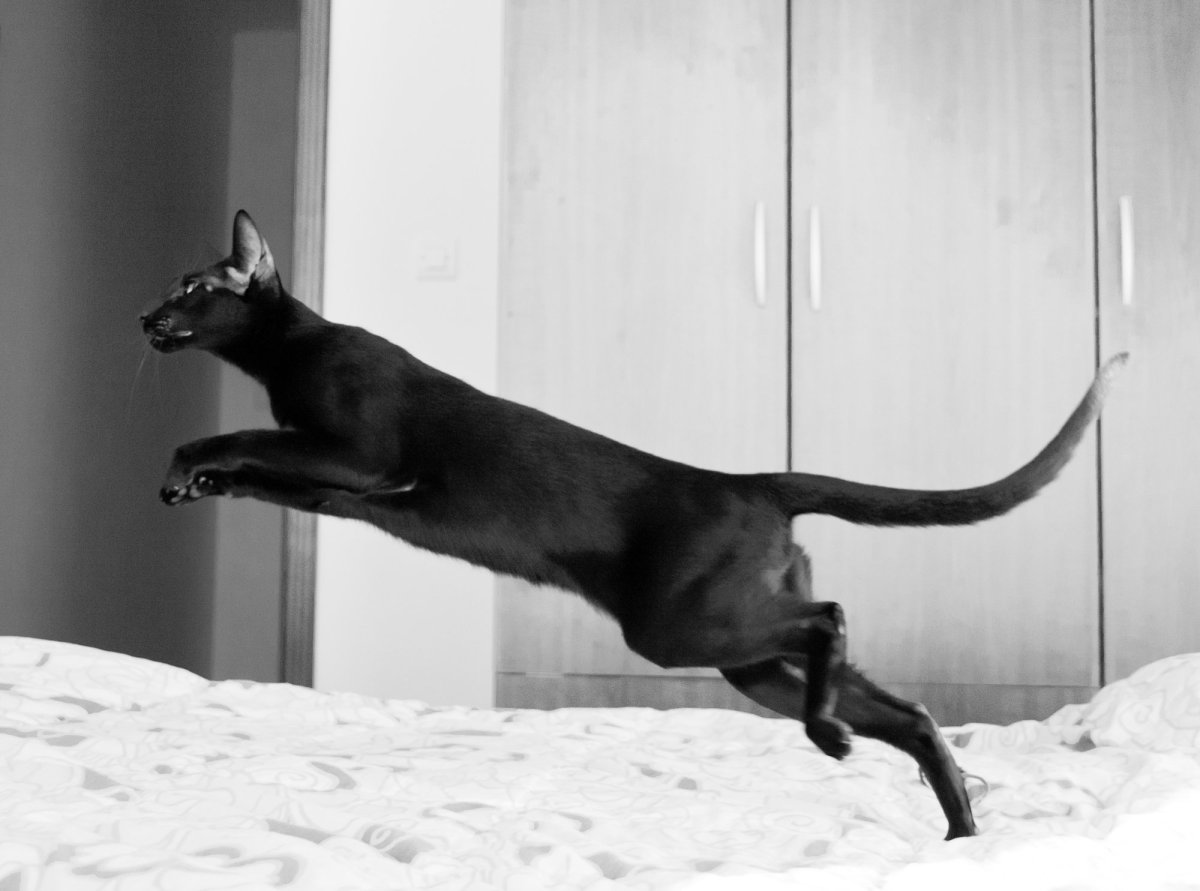 Ориентальная кошка