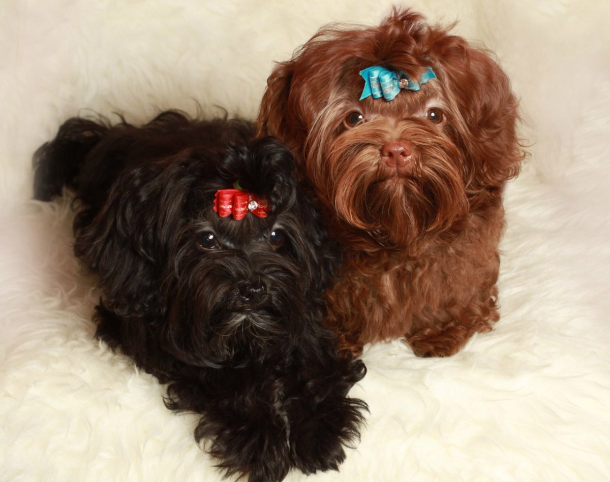 Петербургская цветная болонка