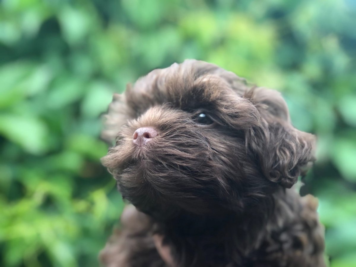 Русская цветная болонка серая