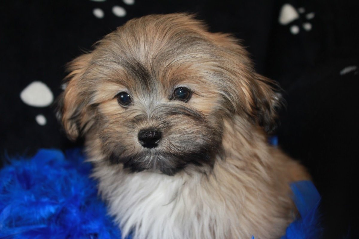 Ольга Вячеславовна Томашевич цветная болонка Коко