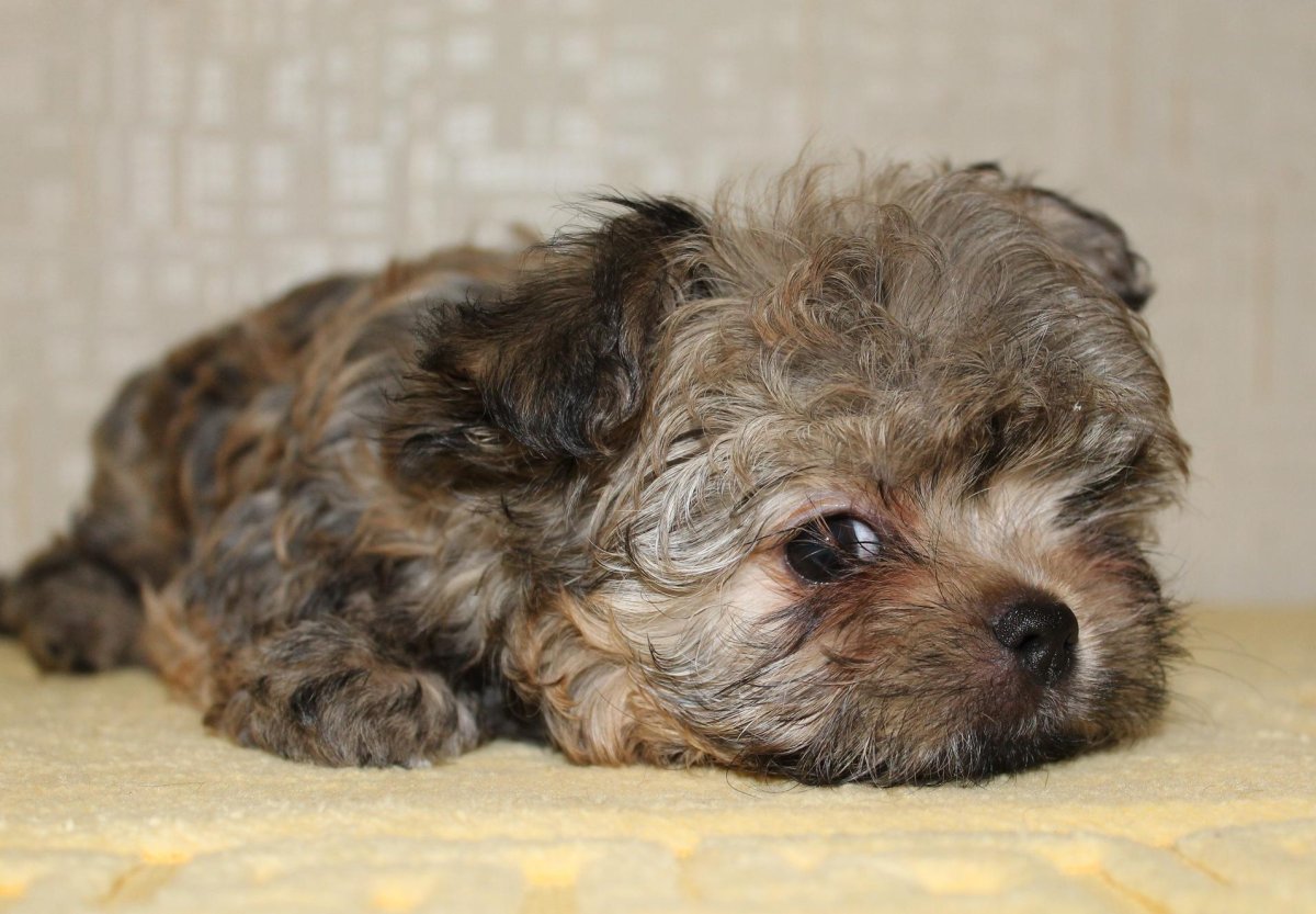 Болонка мальтипу