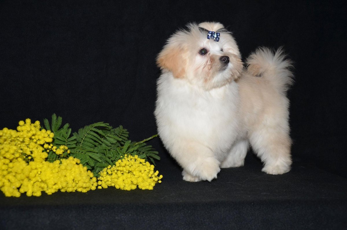 Русская цветная болонка