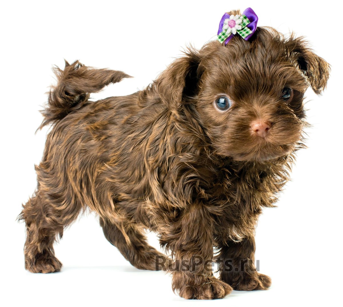 Порода цветная болонка