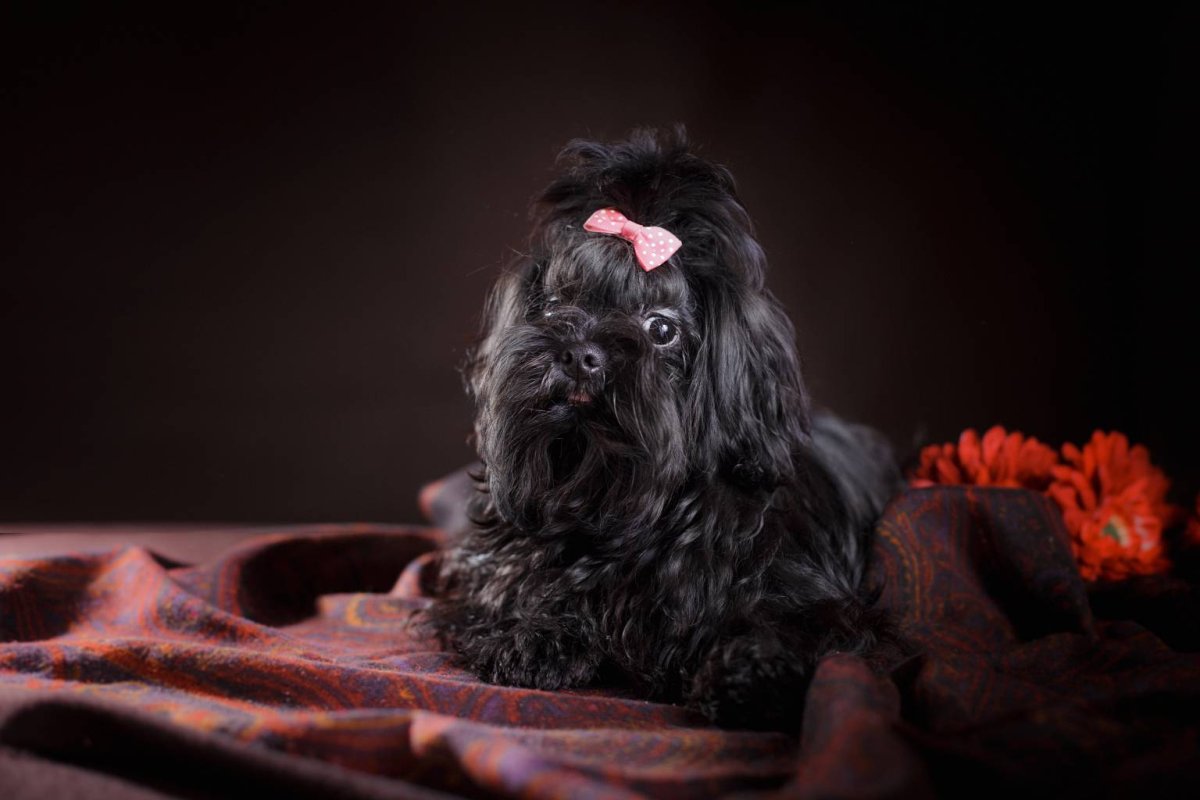 Русская цветная болонка Брянск