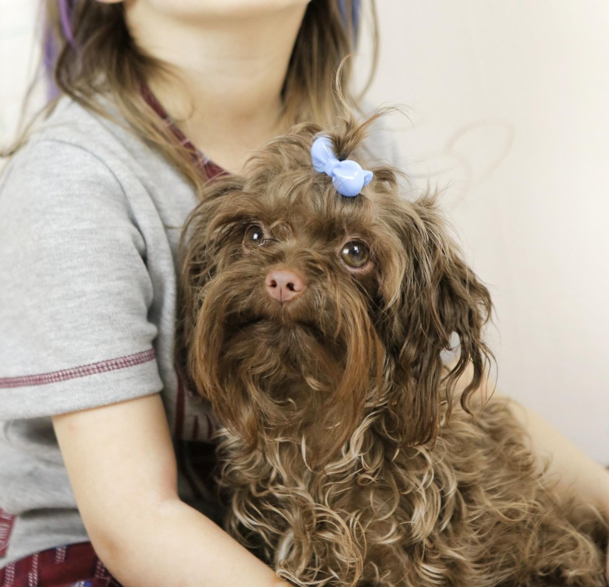 Болонка черная