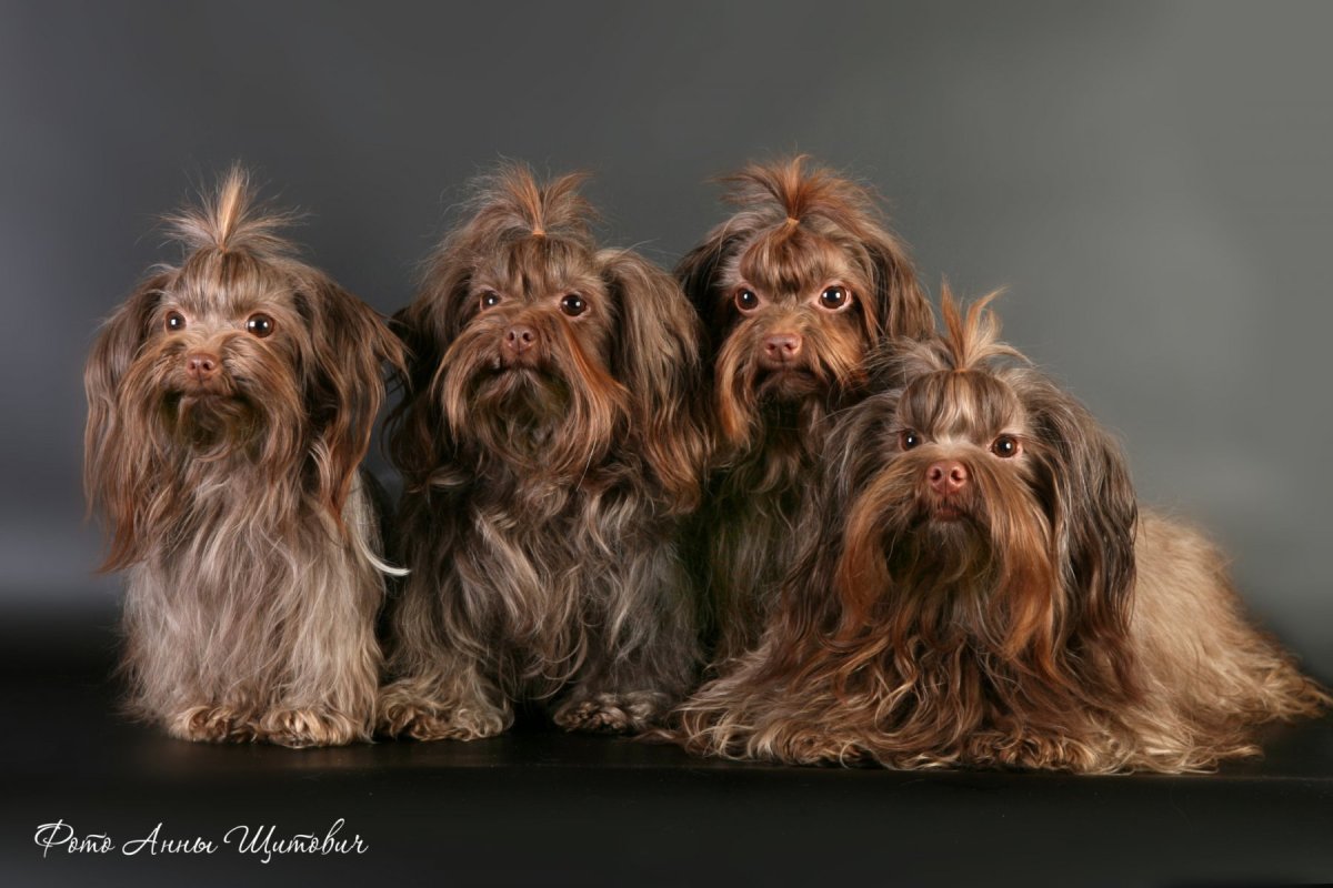 Русская цветная болонка