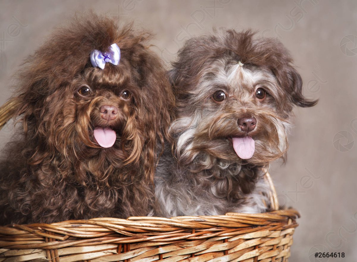 Русская цветная болонка