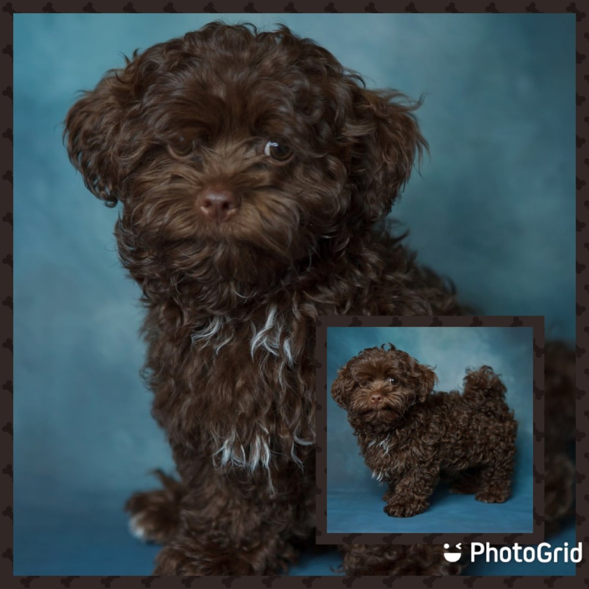 Русская цветная болонка белая с коричневым