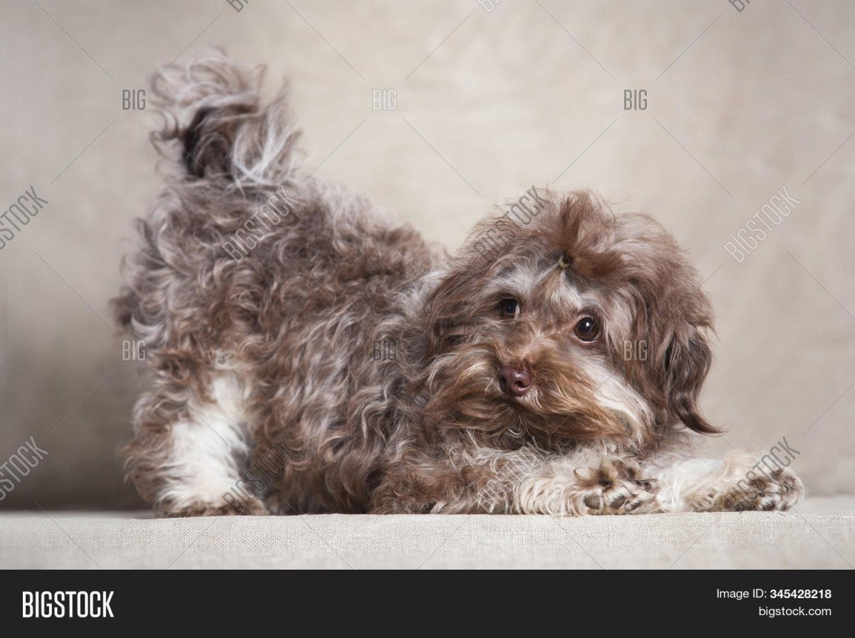 Русская цветная болонка характер