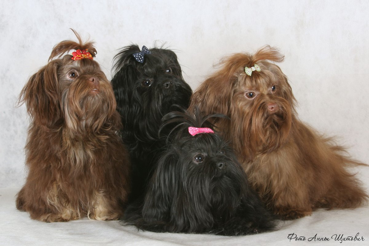 Цветная болонка собака