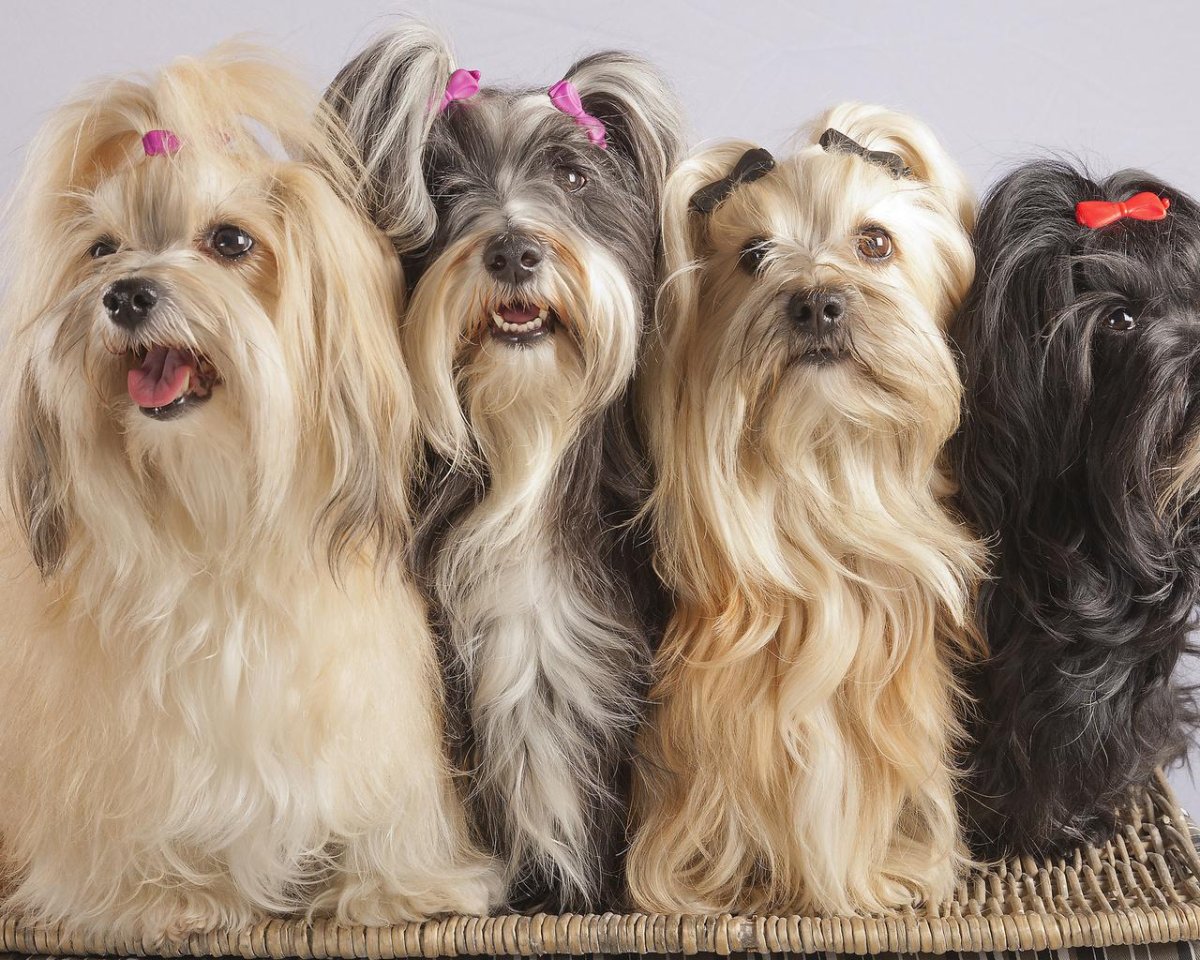 Русская цветная болонка