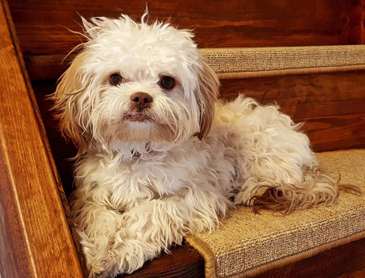 Мальтийская балонка чёрная