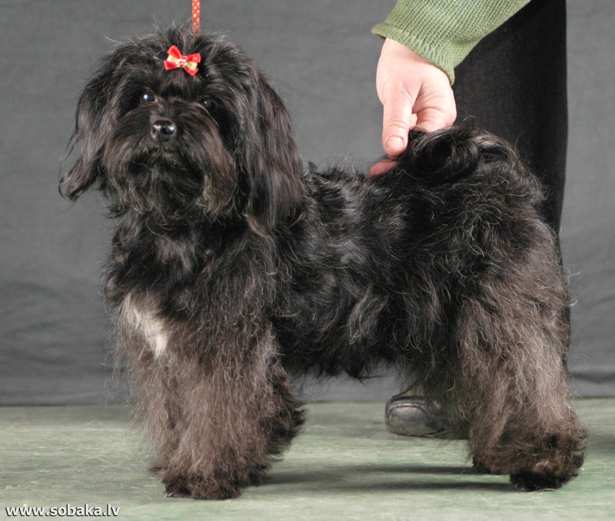 Ленинградская болонка