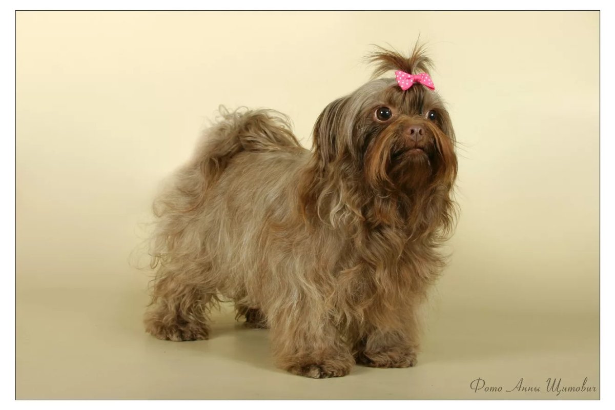 Русская цветная болонка серый цвет