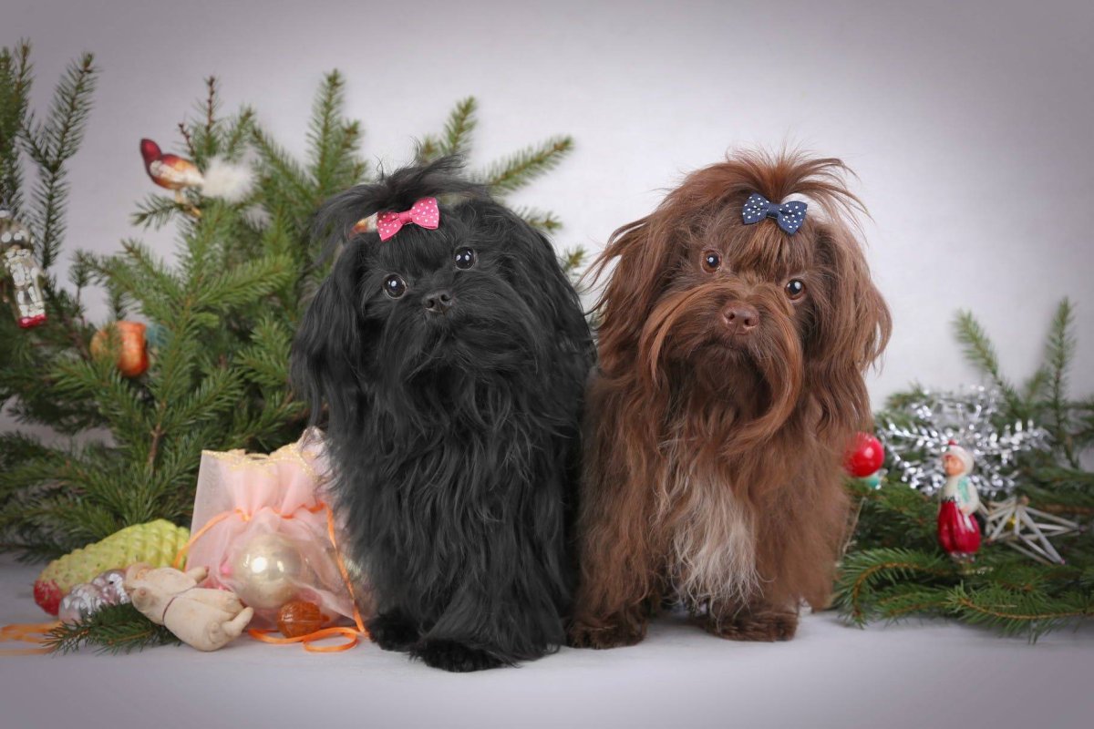 Русская болонка стандарт породы