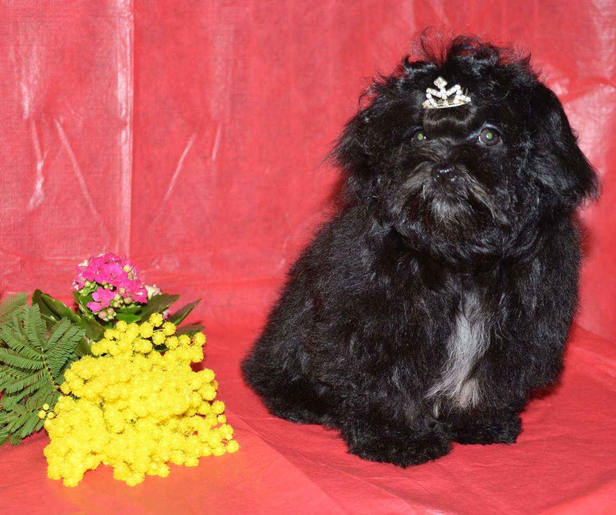 Серая Гавайская болонка Bolonkas-3-2