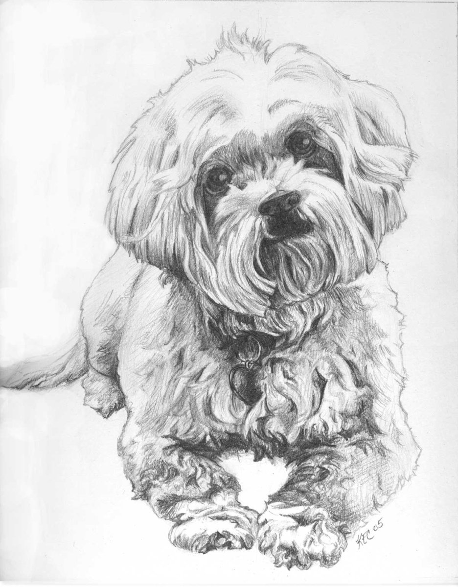 Русская болонка золотистая