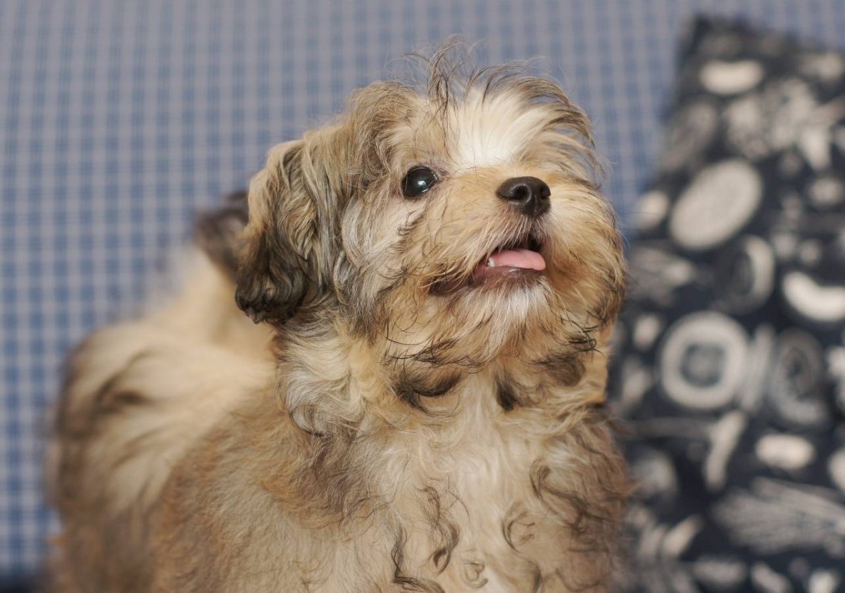 Коричнево- подпалый русская болонка