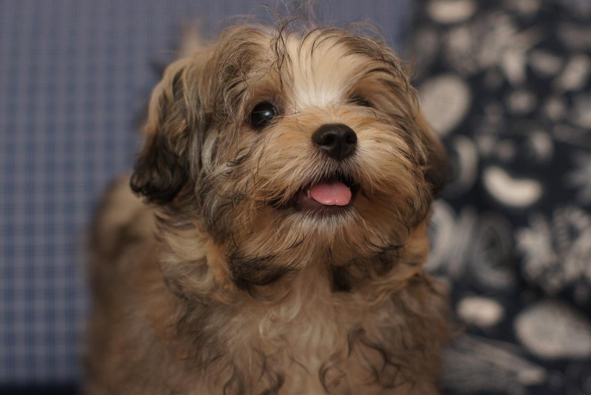 Цветная болонка