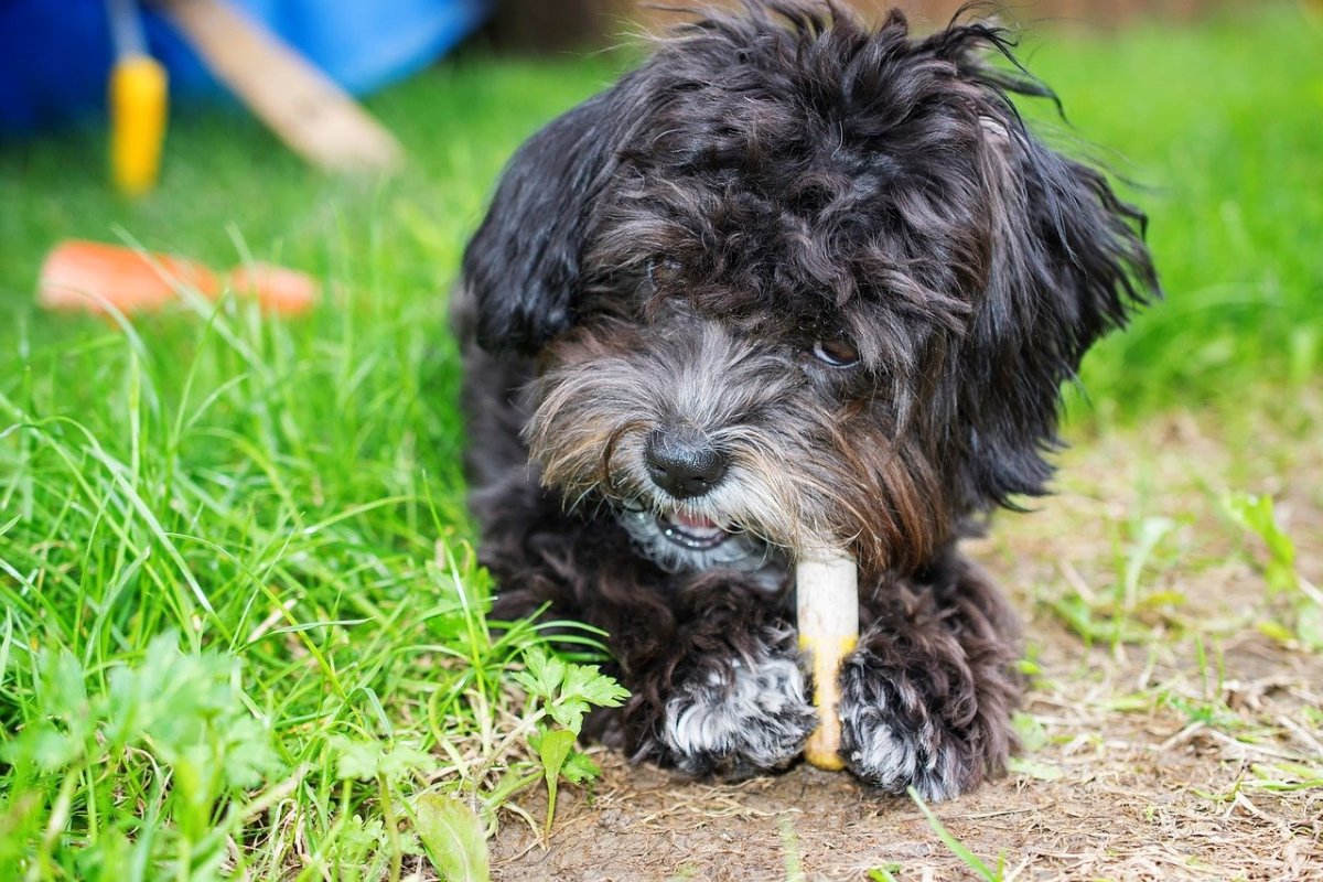 Цветная болонка