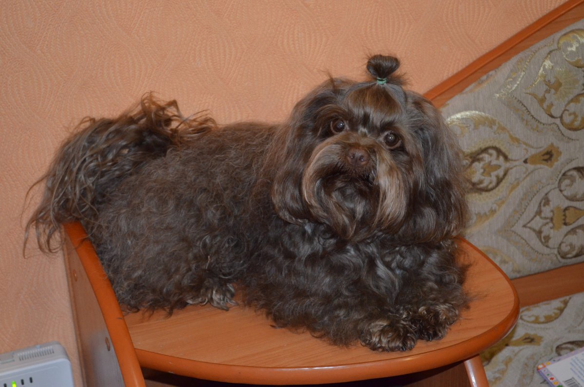 Цветная болонка