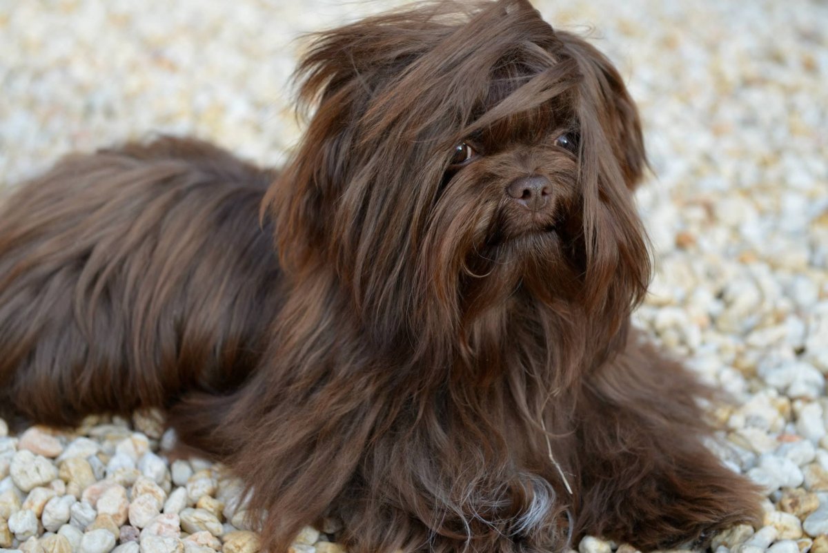 Порода цветная болонка